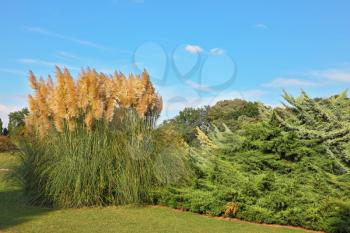 The famous Garden Park Sigurta in Italy. Bright high reeds and shrubs