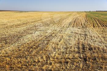 Field with the rests of crops after harvesting