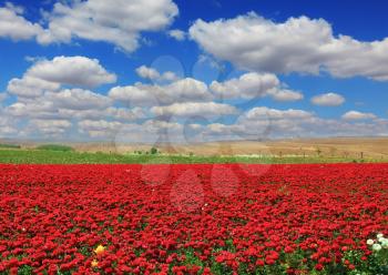 Boundless rural field with flowers red garden buttercups. Flowers are grown for sale and trade.  Cumulus clouds float across the sky