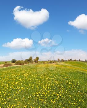 A wonderful spring day in southern Israel. Endless fields with blooming buttercups field and clear blue sky