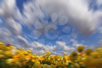 The clouds flying above the blossoming field of yellow buttercups