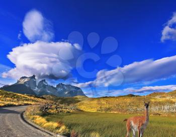 National Park Torres del Paine in southern Chile. A dirt road leads to the distant mountains. A huge cloud in the form of a burning candle flies away. At the roadside posing graceful guanaco