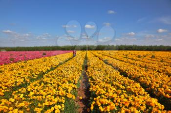 The magnificent garden buttercups. Boundless kibbutz field under yellow flowers.