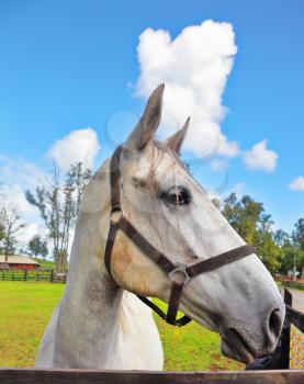The beautiful head of a white horse on a green lawn. Riding school and breeding of purebred Arabian horses