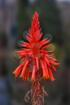 The Bright winter exotic flower
