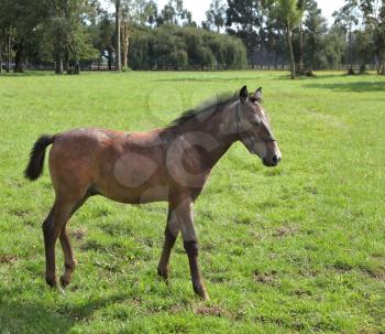 Pension for breeding purebred Arabian horses. Lovely bay colt grazing on a green fenced lawn