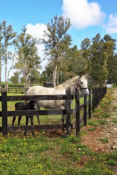 Thoroughbred white horse with a charming black colt. The rich country estate, with the special fence on green grass walk their beautiful horses
