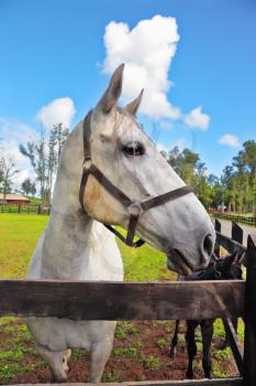 The beautiful head of a white horse on a green lawn. Riding school and breeding of thoroughbred racehorses