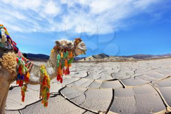 Ship of the desert. Brightly decorated camel at the cracked takyr endless desert