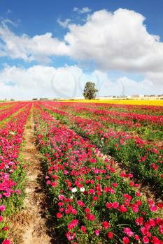 Spring flowering. Huge fields of large peony garden ranunculus grow in kibbutz in southern Israel.

  