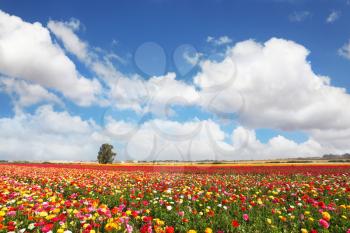 Spring flowering. Huge fields of large peony garden ranunculus grow in kibbutz in southern Israel.