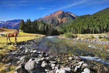  Idyllic landscape. National park Krimml falls in Austria. Upper courses of falls - rather narrow fast seething small river among green mountain meadows. On the shore of the mountain river stands the 
