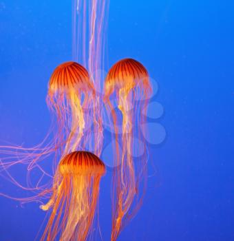 Three picturesque red-orange jellyfish in the aquarium. Dark-blue water beautifully lit