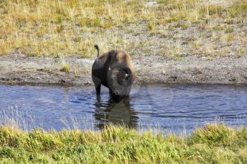 Bison on a watering place in well-known Yellowstone national park