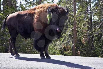 Bison on road in Yellowstone national park