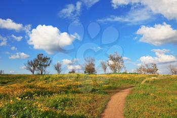 The dirt road through the spring fields. Flowering daisies in the desert.