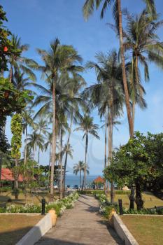 Palm avenue to the sea. Resort Lamai on Koh Samui.