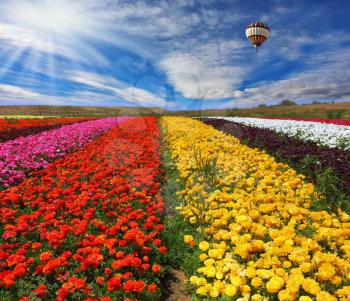 Elegant multi-color rural fields with flowers. Over kibbutz field the air huge sphere flies