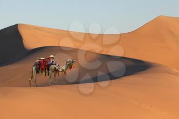 Gorgeous dromedary on sand dunes. Dromedary decorated with picturesque harness and bright red blanket