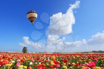 Bright striped balloon flies over a field of colorful garden of buttercups. Spring Day in Israel.