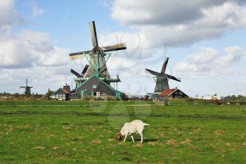 Charming Dutch pastoral. White lamb are peacefully grazed on a juicy grass against windmills.