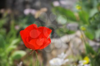 Charming fine field red flower Anemone on the blur