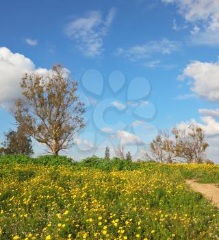 Wonderful spring field. Flowering daisies in the desert in southern Israel