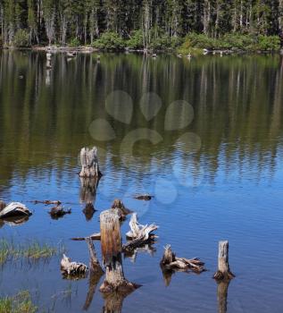 Thick forest and dry stumps on the shore of a mountain lake