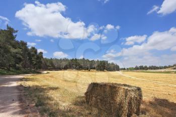 The rural idyll. Wheat field and a stack of wheat at the edge of the forest
