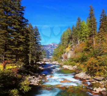 Rapid mountain stream of coniferous forests. Pastoral in the Alpine mountain valley in Austria. Cascades of cold water at the source of the famous Krimml waterfalls