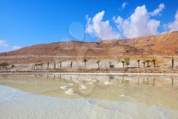 Shores of the Dead Sea in Israel. Round mounds of evaporated salt. Along the coast are planted palm trees, which are reflected in the water