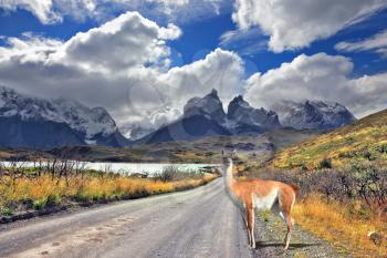 Neverland Patagonia. Lake Pehoe, graceful guanaco on gravel road. Away in the clouds - the cliffs of Los Kuernos.  National Park Torres del Paine in Chile

