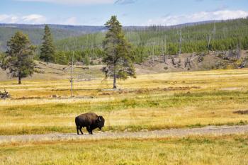 The huge bison-male is grazed in the Yellowstone national park