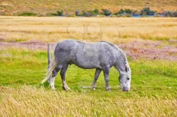 Gray white dappled horse grazing on a grassy meadow