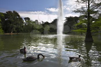 Swans and ducks in fine lake with a fountain in park Buen Retiro