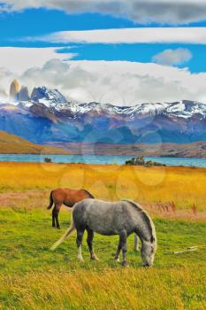  Lake Laguna Azul in the mountains. On the shore of Lake grazing horses. The national park Torres del Paine, Chile