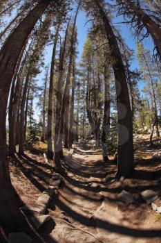 Picturesque mountain footpath to May lake in mountains of national park Yosemite. It is used lens Fisheye