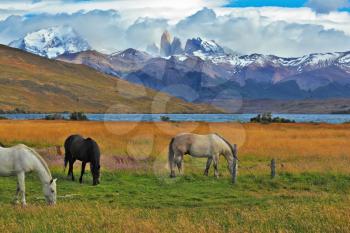 Impressive landscape in the national park Torres del Paine, Chile. Lake in the mountains. On the shore of Patagonian grazing horses