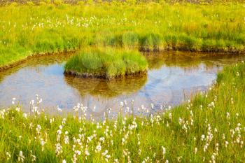 Lovely pond with thermal water. On small islands grows tall grass. Iceland in July