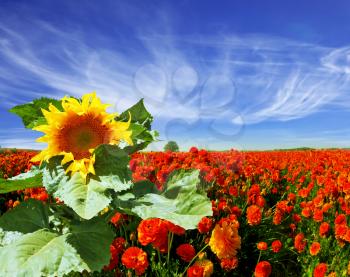 The huge picturesque sunflower grows in a field among red blossoming buttercups