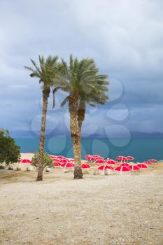 Three picturesque palm trees and bright red beach canopies on a beach of the Dead Sea in a thunder-storm
