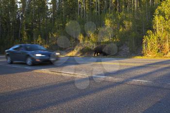 The huge bison-male is grazed near highway in well-known Yellowstone national park