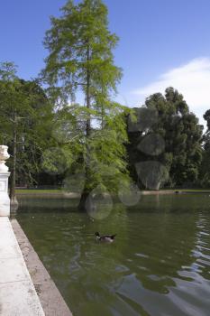 Flight of ducks in lake of park Buen-Retiro in fine May day