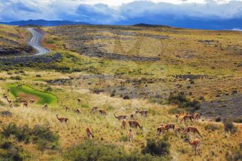 National Park Torres del Paine in Chilean Patagonia. On the grass grazing herd of wild guanacos