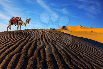 Sand dunes. The contrast of light and shadow on the waves of sand in the morning. Camel with harness and blanket for walking tourists