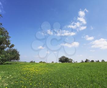 Midday on blossoming hills of hot coast of Mediterranean sea - a grass, camomiles and trees