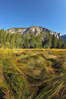 Picturesque site in Yosemite national park. A glade with a grass in an environment of high pines and mountains