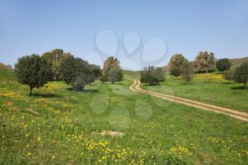 Spring in Israel. March at noon, the rural dirt road passes through green meadows and fields