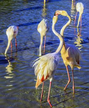 Picturesque exotic birds get food and communicate with each other. The flock of pink flamingos