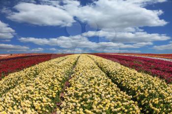 Large field of yellow and red flowers. Windy day on the farm on cultivation of buttercups- ranunculus garden.